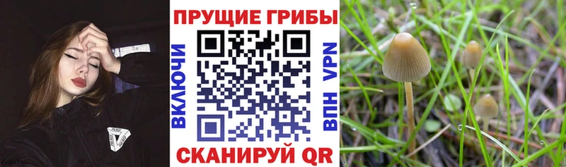 наркота  Весьегонск  Псилоцибиновые грибы Magic Shrooms 